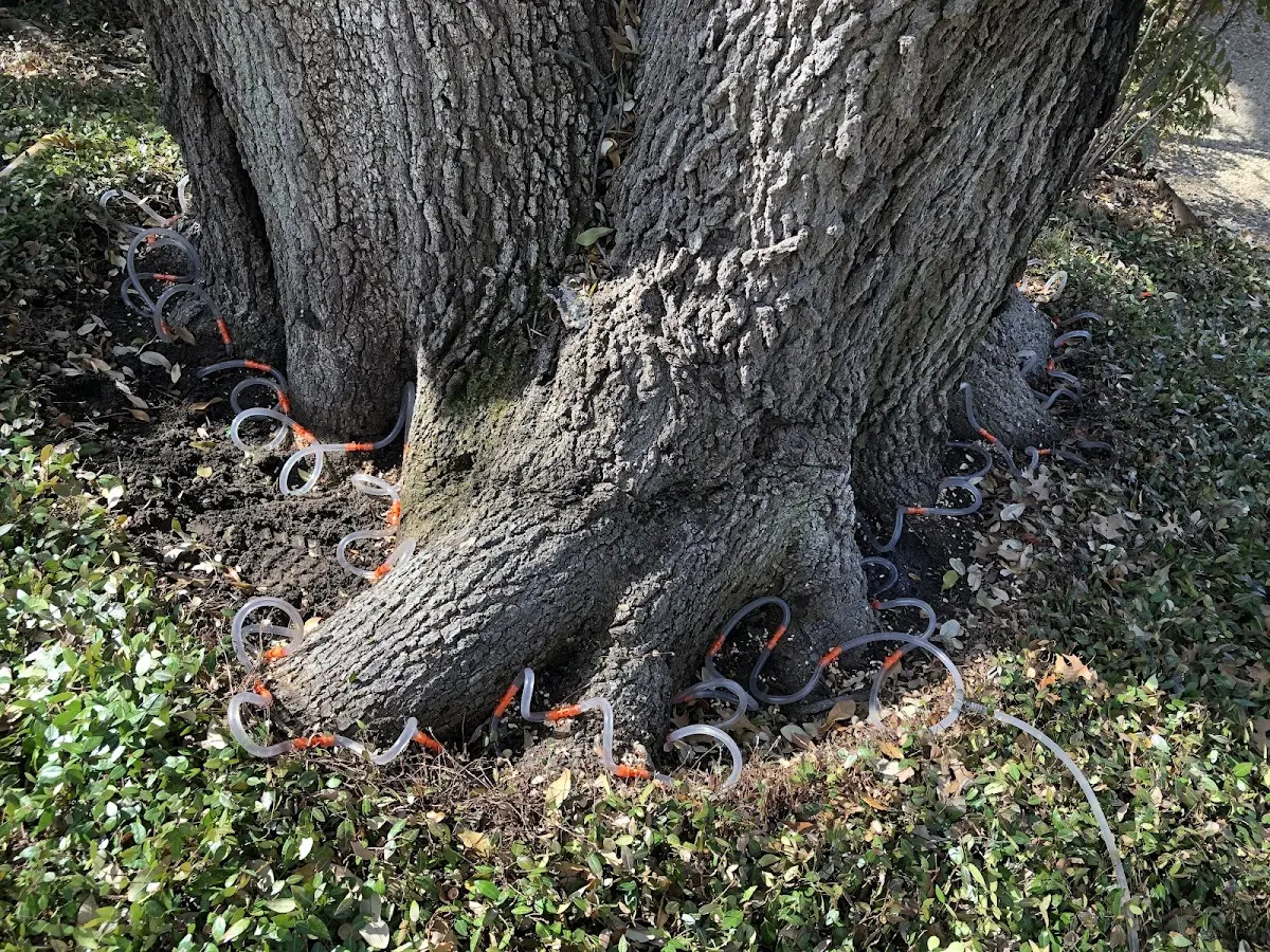 Detailed Tree Cabling and Bracing job site in Douglas City